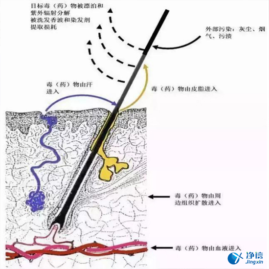  毛發(fā)毒品檢測儀檢測腿毛竟可以測出吸毒?做了全身脫毛也可以？